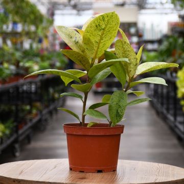 Ficus Shiveriana