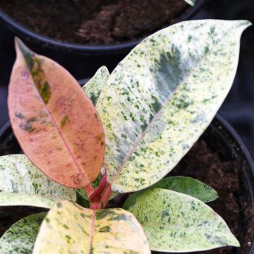 Ficus Elastica 'Shiveriana'