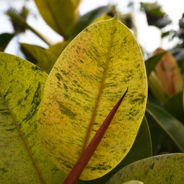 Ficus Elastica 'Shiveriana'