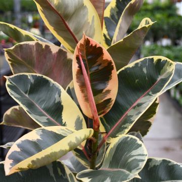 Ficus Elastica 'Tineke'