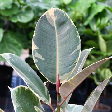 Ficus Elastica 'Tineke'