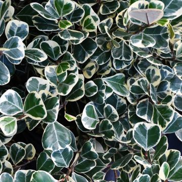 Ficus Triangularis 'Variegata'