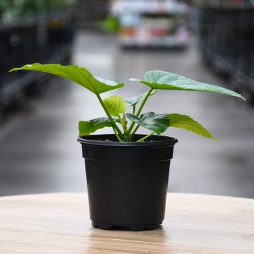 Ficus Umbellata