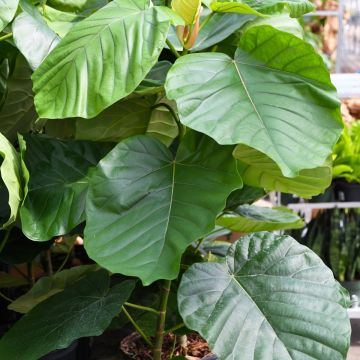 Ficus Umbellata