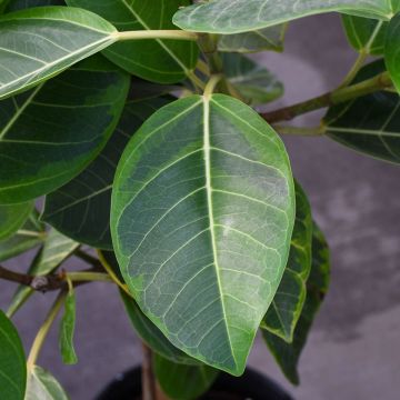 Ficus Altissima 'Yellow Gem' Single Trunk