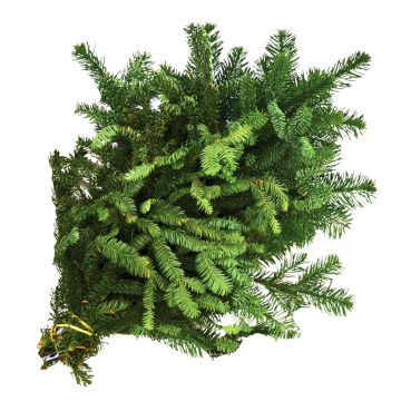 Boughs, Fir 'Noble Fir'