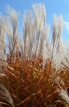 Miscanthus, Silver Grass 'Flame Grass'