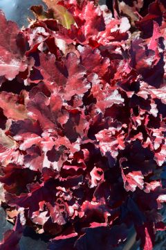 Heuchera, Red Leaf Coral Bells 'Forever® Red'