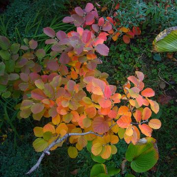 Fothergilla, 'Blue Shadow'