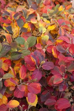 Fothergilla, 'Mount Airy'