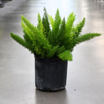 Fern, Foxtail Fern