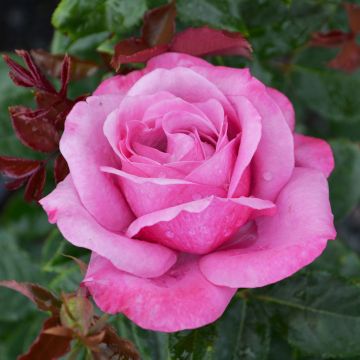 Rosa, Tea Rose 'Fragrant Plum'