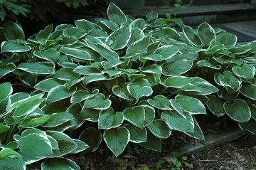 Hosta, White-Green Leaf 'Francee'