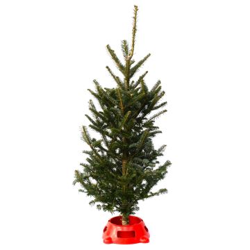 Table Top Tree with Stand, Fraser Fir