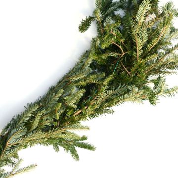 Garland, Fraser Fir Roping