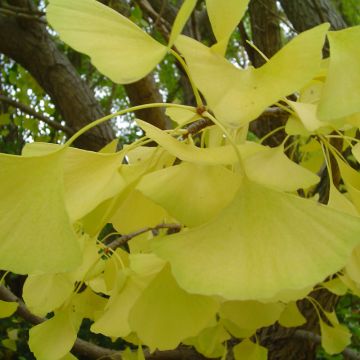 Ginkgo, 'Autumn Gold' (Large Sizes)