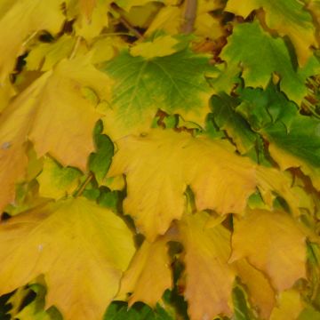 Acer, Norway Maple 'Columnar' (Large Sizes)