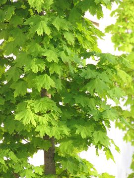 Acer, Norway Maple 'Columnar' (Large)