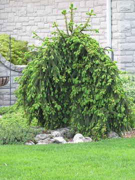 Picea, Norway Spruce 'Weeping' (Large)