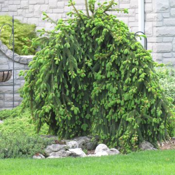 Picea, Norway Spruce 'Weeping' (Large Sizes)