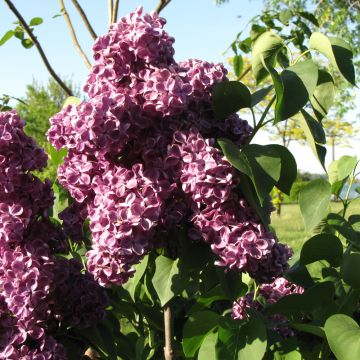 Syringa, Common Lilac 'Monge'