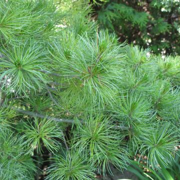 Pinus, Japanese White Pine (Large Sizes)