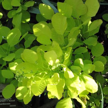 Cotinus, Smokebush 'Golden Spirit'