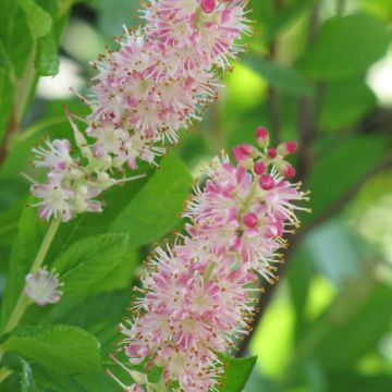 Clethera, Summersweet 'Ruby Spice'