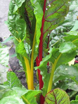 Beta, Swiss Chard, 'Bright Lights' (Edible)