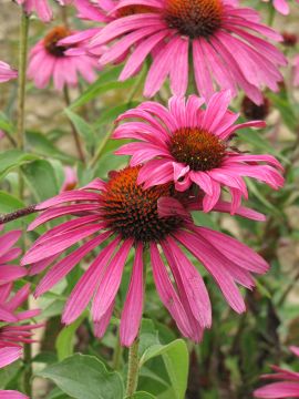 Echinacea, Purple Coneflower 'Ruby Star'