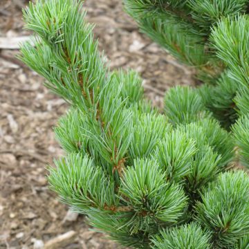 Pinus, Japanese White Pine 'Aoi' (Large Sizes)