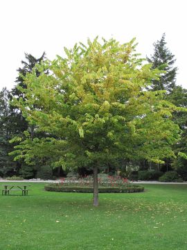 Celtis, Common Hackberry