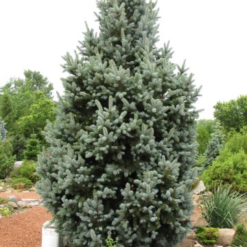 Picea, Colorado Blue Spruce 'Columnar' (Large)