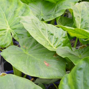 Alocasia, Elephant Ear 'Calidora'