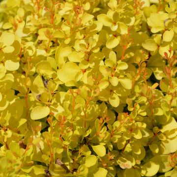 Berberis, Japanese Barberry 'Sunjoy® Mini Saffron'