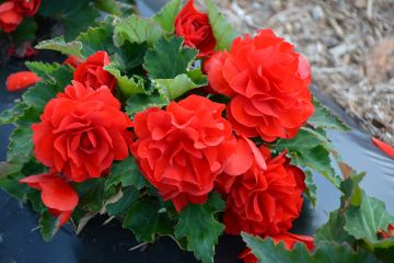 Begonia Tuberous, Nonstop® Joy 'Red'