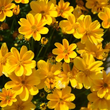 Bidens, Upright Yellow 'Empire'