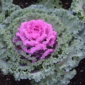 Kale, Nagoya Red