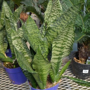 Sansevieria Trifasciata 'Robusta'