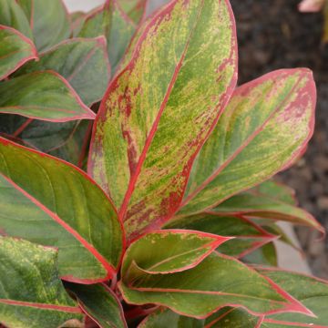 Aglaonema 'Siam Aurora'