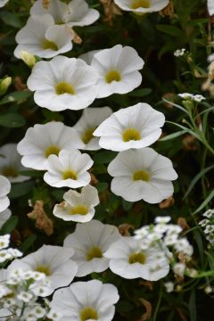 Calibrachoa, Cabaret® 'Bright White'