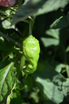 Pepper (Hot), Ghost 'Bhut Jolokia'