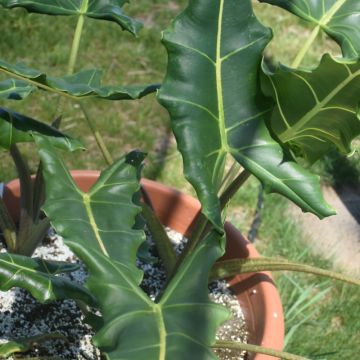 Alocasia, Elephant Ear 'Sarian'