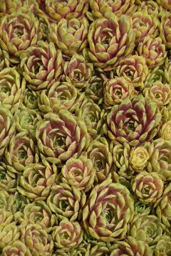 Sempervivum, Hen and Chicks 'Ruby Heart'