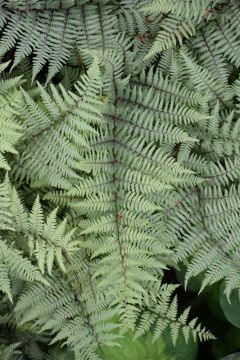 Athyrium, Hybrid 'Ghost Fern'