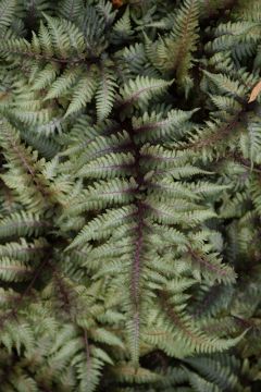 Athyrium, Japanese Painted Fern