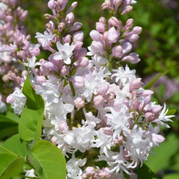 Syringa, Common Lilac 'Beauty of Moscow'