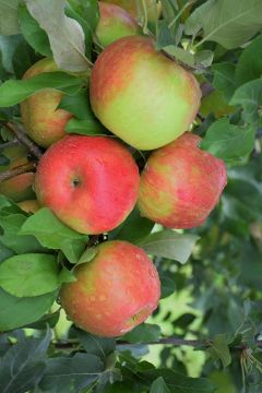 Malus, Fruiting Apple 'Honeycrisp' (Large)