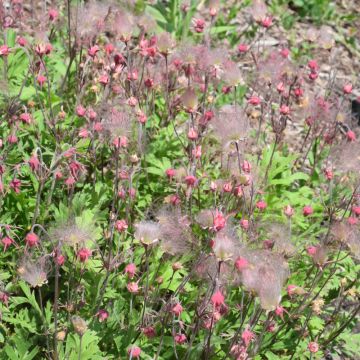 Geum, Prairie Smoke, 6 pack