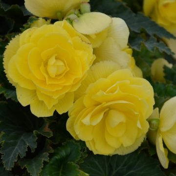 Begonia Tuberous, Nonstop® Joy 'Yellow'